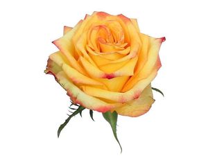 ROSE SUNSPLASH KENIA 50